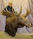 NEW MOOSE HEAD MOUNT TAXIDERMY, 19 POINT ANTLERS #S4 Antler 