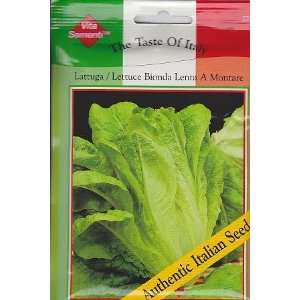   Lenta A Montare Lettuce   4800 Seeds   Italy Patio, Lawn & Garden