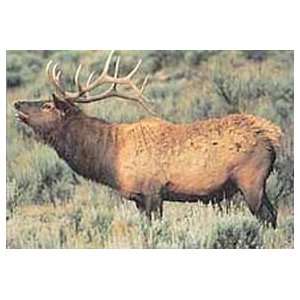  Tru Life Paper Targets   Elk: Sports & Outdoors