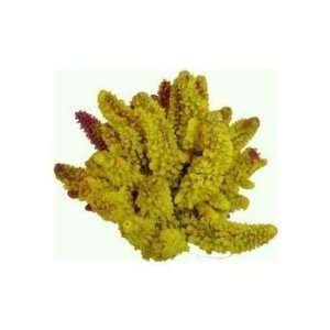  Red Sea Deco Art Resin Ornament Large Acropora Yellow Pet 
