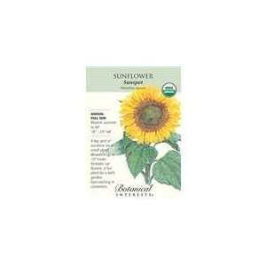  Botanical Interest   Sunflower Sunspot (Certified Organic 