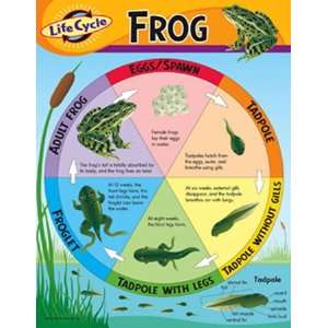  Chart Life Cycle Of A Frog