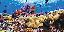 Korallenriff Aquarium in HD   Die Unterwasserwelt der Fidschis Blu ray 