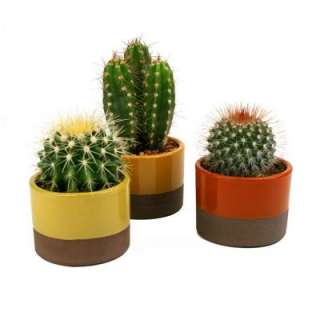 In. W X 3.5 In. D X 5 In. H, Horizon Cactus Plant Assorted, 3 Pack 