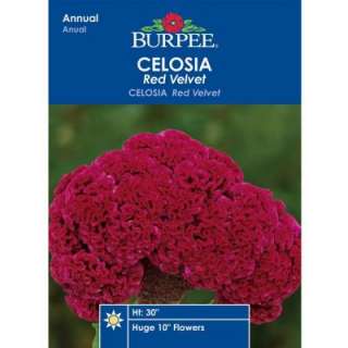 Burpee Celosia Red Velvet Seed 47100  