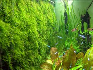 Xmas moss Live Plant for Vivarium Terrarium Aquarium  