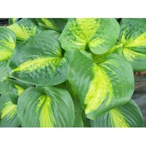  Hosta, Cathedral Windows 6 pack starter plants, shade 