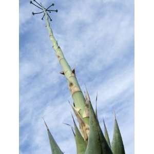  ParryS Century Plant. Organ Pipe Cactus National Monument 