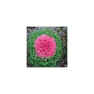  Ornamental Kale Glamour Red Seeds Patio, Lawn & Garden