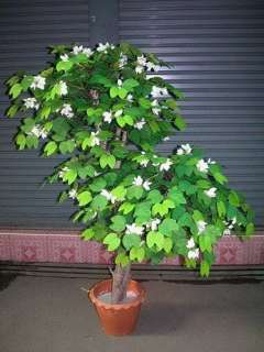   shrub native to tropical southeastern asia common names include dwarf