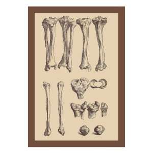  Leg Bones by Andreas Vesalius, 18x24