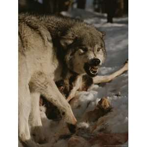Snarling Alpha Male Gray Wolf, Canis Lupus, Defends a Kill National 