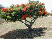 Royal Poinciana   Flame Tree (Delonix regia) 50+ SEEDS  