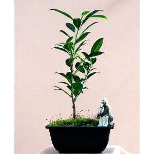  Tiger Bark Weeping Fig Bonsai Tree  Ficus  Easy to Grow 