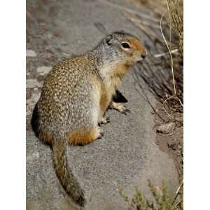  Columbian Ground Squirrel (Citellus Columbianus), Waterton 