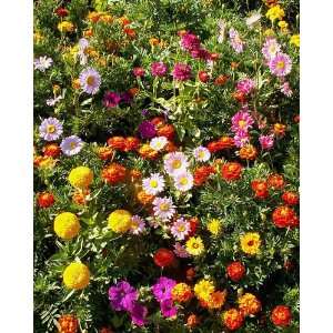   plant and grow. Instant garden mat for flowering bushes. SEEDS OF
