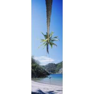 Rope Swing Hanging from a Palm Tree, Tortuga, Costa Rica Photographic 