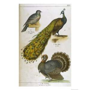 Pigeon Peacock Turkey Giclee Poster Print, 18x24 