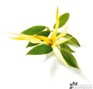 Ylang Ylang Essential Fragrance Oil Aromatherapy 5ml.  