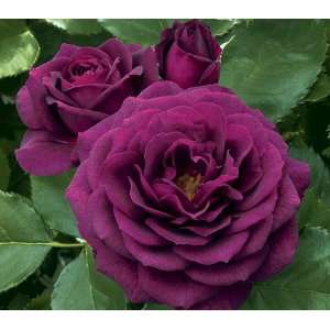  Ebb Tide Rose Seeds Packet: Patio, Lawn & Garden