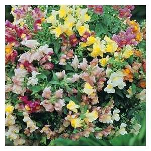   Chinese Lanterns Snapdragon   15 Seeds   Annual: Patio, Lawn & Garden