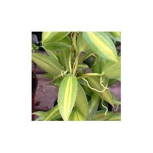 Vanilla planifolia Varigated (yellow/green Leaf) Staked